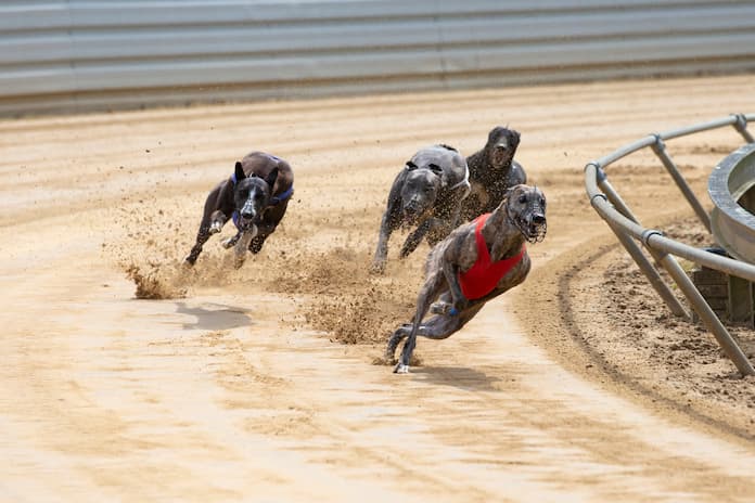 GBGB Issue Judicial Review Claim Over Decision To Ban Greyhound Racing In Wales 